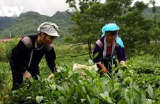 莱州省茶叶产品推介会即将在河内举行
