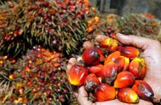 印尼加速棕榈油出口