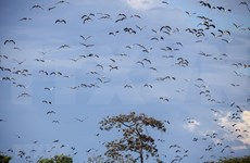 1000多只珍稀钳嘴鹳迁徙到炉戈-萨马特国家公园 