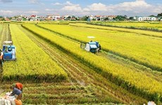 越南积极制定九龙江三角洲100万公顷优质稻米可持续生产提案