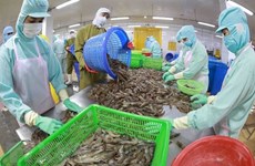 越南积极抓住机遇 扩大虾类和查鱼出口市场