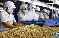越南腰果行业面临诸多挑战