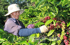 越南西原农民和企业联手将农产品推向世界