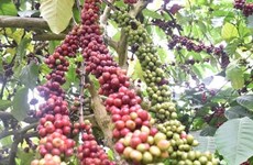  2021-2025年阶段咖啡复种和嫁接改造面积近11万公顷