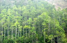 广宁省许多企业协助农民开展乔木林造林工作