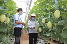2025年越南高科技农产品达20%以上
