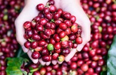 越南对中国的咖啡出口急剧增长