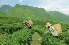 越南茶叶出口居世界第五