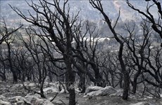 越南领导人就阿尔及利亚森林火灾致慰问电