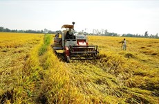 越南农业贸易顺差同比增加3倍
