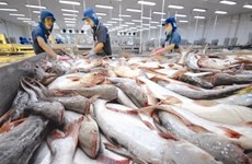 越南查鱼对美国市场的出口活动仍顺畅平稳