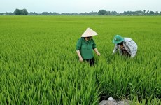 北江省以有机为方向扩大农业生产面积