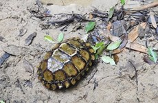 庆和省婆礁自然保护区发现凹甲陆龟