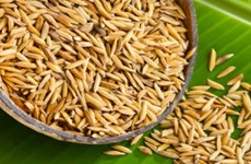 在日越南科学家从稻壳中发现珍贵化合物用于抑制癌细胞