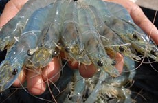 越南虾类对澳大利亚出口猛增