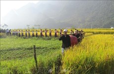 越南莱州省富有民族特色的扁米节 