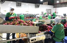 同奈省120个农产品种植区获颁出口种植区号