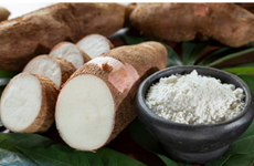 越南木薯及其制品出口创汇超十一亿美元