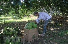 巴地头顿省4个柚子种植区满足出口到美国的标准