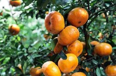 同塔省莱翁橘子园颇受国内外游客青睐