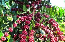 泰国加大咖啡的种植力度  满足亚洲快速增长的需求