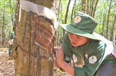 越南在老挝橡胶企业注重当地社会保障工作