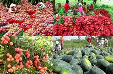 越南水果出口活动喜迎丰收年