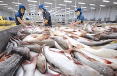 越南查鱼出口世界多个国家和地区