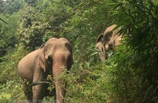 广南省大象群保护区及其栖息地确保大象群食物来源充足