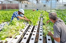 2023年越南新成立农业合作社将达1600家