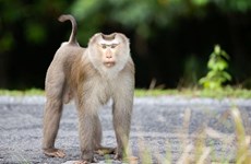 广义省将三只豚尾猴放归大自然