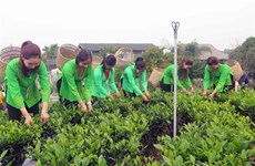 越南太原省“春茶香色–新疆特色茶区”节有助于推介当地茶叶产品
