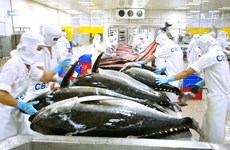 美国成为越南最大的金枪鱼出口市场