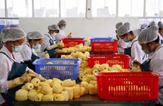 越南农产品出口企业获向中国出口的企业注册编号435个