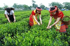 美国增加对越南的茶叶进口力度