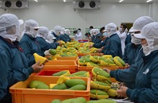 越南在有机农产品领域进军欧洲市场