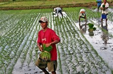 菲律宾种植杂交水稻 以实现国家的水稻自给自足