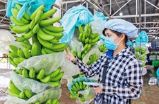 越南火龙果、香蕉和榴莲的出口潜力巨大