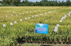 越南成功研发耐旱耐盐碱水稻品种