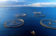 越南努力发展现代海水养殖业