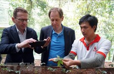 荷兰金融机构支持广南省林冠下可持续发展玉灵人参项目 