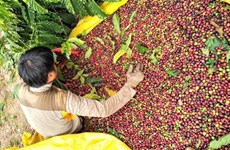 采取有力措施 切实提高越南咖啡的价值