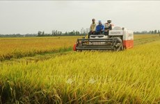 挪威为越南培育可适应气候变化的优质杂交水稻新品种提供资金支持 