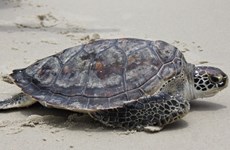 越南承天顺化省将一只体重近100公斤的榄蠵龟放归大海