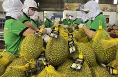 巴地-头顿省五个榴莲种植专区获得中国签发的代码 