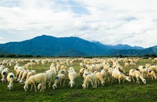 越南宁顺省绵羊养殖模式经济效益显著 