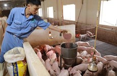 越南畜牧业的循环经济：机遇与挑战