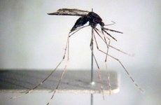 越南力争到2030年实现彻底消除疟疾目标