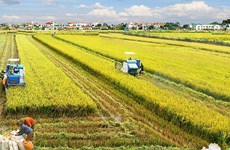  稻米产业公私伙伴关系工作组正式成立 
