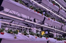 马来西亚和泰国应用新加坡技术种植高产草莓